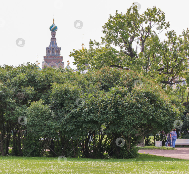 Скачать Кусты сирени на Марсовом поле. фотосток Ozero