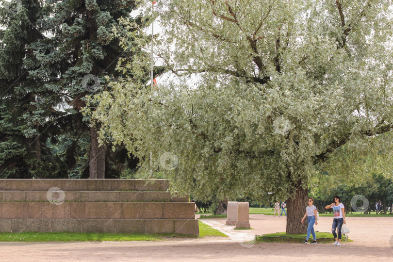 Скачать Деревья у мемориала. фотосток Ozero