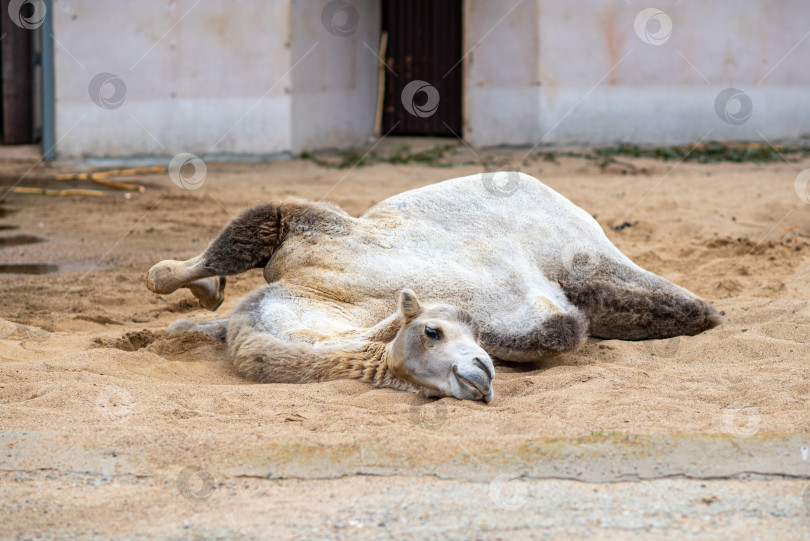 Скачать Белый верблюд лежит на песке в Московском зоопарке фотосток Ozero