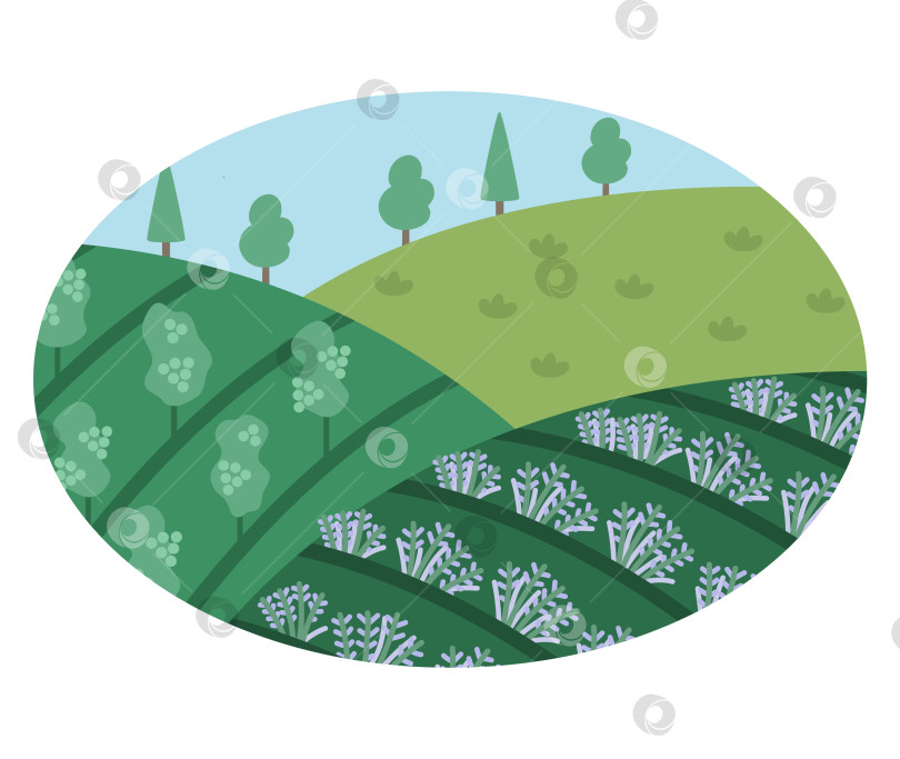 Скачать Векторный французский полевой пейзаж с винным двором и лавандовым полем, обрамленным овалом. Иллюстрация европейской фермы. Сельская сцена с деревьями и виноградом. Милый фон природы фотосток Ozero