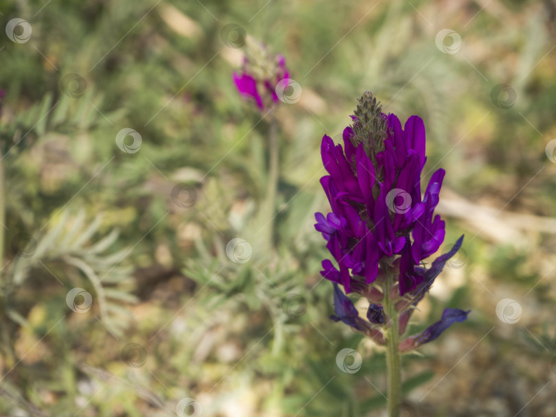 Скачать Фиолетовый, дикий, луговой цветок на бледно-зеленом фоне. фотосток Ozero