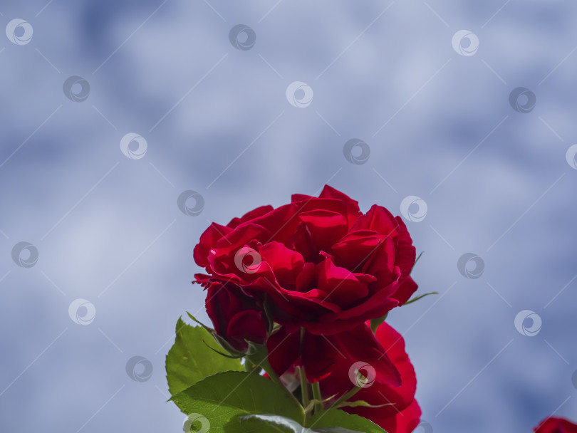 Скачать Красная роза на фоне голубого неба. Вид спереди, на среднем расстоянии от цветущей красной розы, на зеленом стебле, на фоне голубого неба. Алая роза в солнечном свете на фоне голубого неба фотосток Ozero