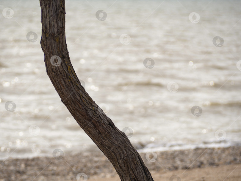 Скачать Естественный морской фон, разделенный стволом дерева на две трети. Ствол дерева, покрытый мхом. фотосток Ozero