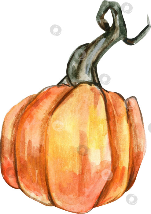Скачать Осенние тыквы, нарисованные акварелью от руки. Нарисованная от руки иллюстрация осени. Иллюстрация Хэллоуина для наклеек, приглашений, плакатов, упаковки, дизайнов, открыток фотосток Ozero
