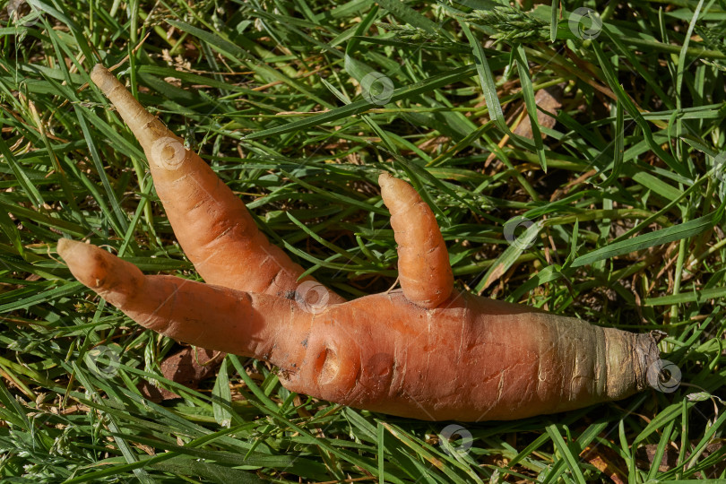 Скачать Морковь выросла на огороде и получилась необычной формы. фотосток Ozero