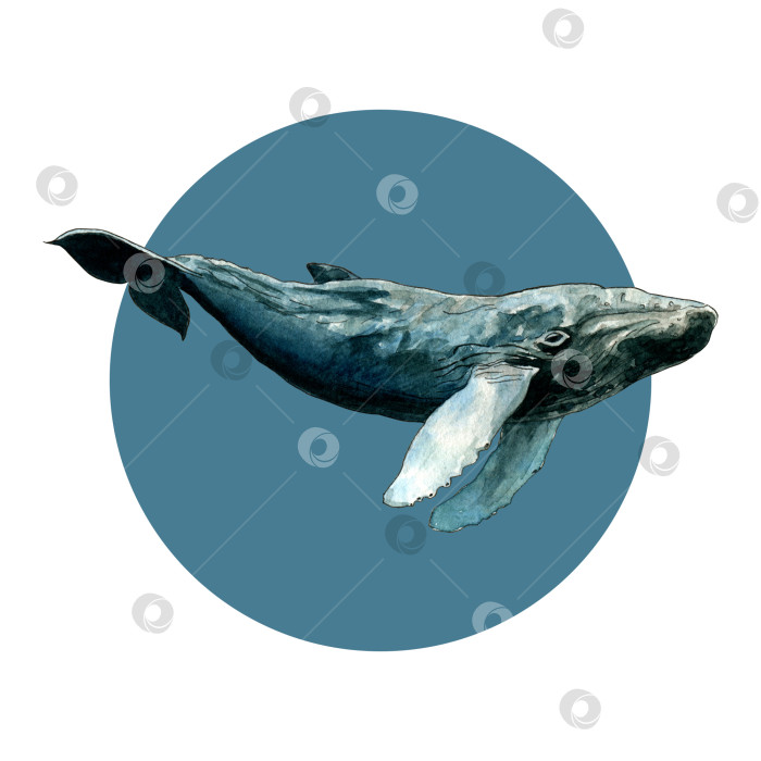 Скачать Акварельный кит на абстрактном пятне. Стиль эскиза. Дизайн для открытки, принт на сумке или футболке. фотосток Ozero