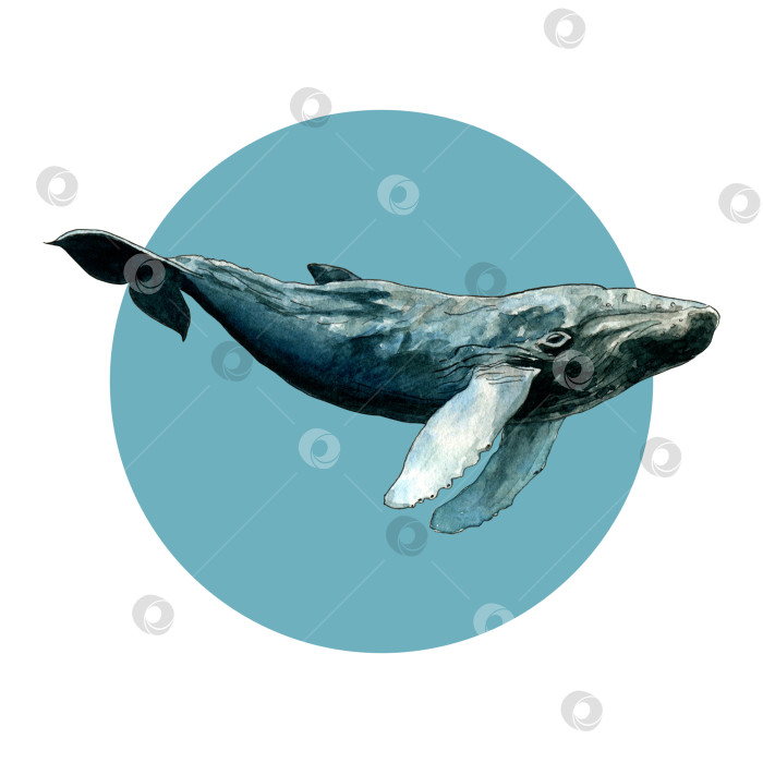 Скачать Акварельный кит на абстрактном пятне. Стиль эскиза. Дизайн для открытки, принт на сумке или футболке. фотосток Ozero