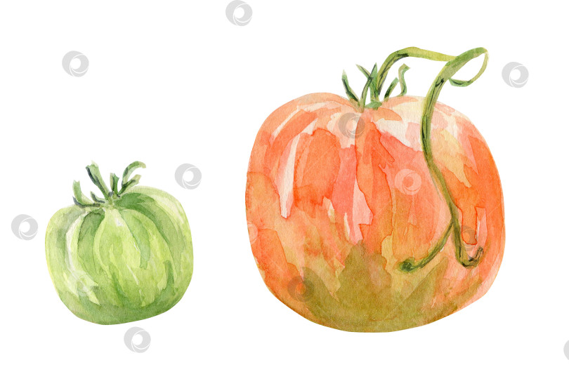 Скачать Акварельные помидоры. Нарисовано от руки в стиле эскиза. Дизайн для печати. фотосток Ozero