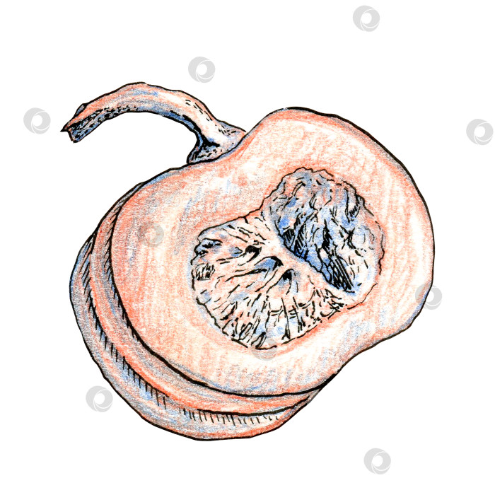Скачать Тыква. Карандашная графика с подводкой.  Нарисовано от руки. Дизайн для открыток, сумки или футболки. фотосток Ozero