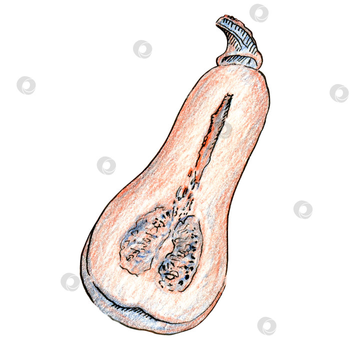 Скачать Тыква. Карандашная графика с подводкой.  Нарисовано от руки. Дизайн для открыток, сумки или футболки. фотосток Ozero