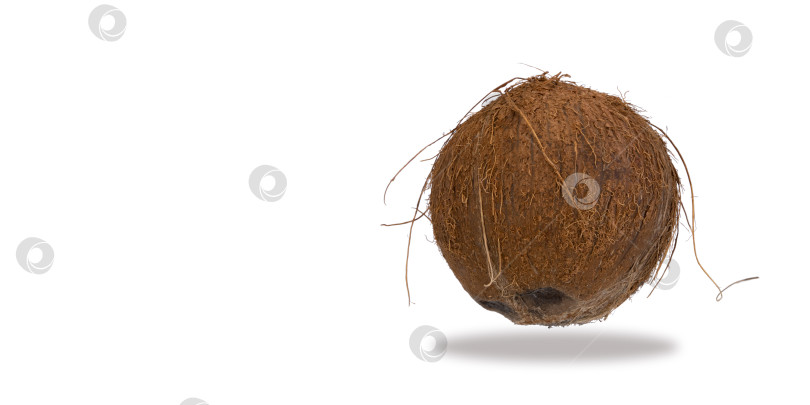 Скачать цельный кокосовый орех на белом фоне. Кокос, спелый пальмовый фрукт. снаружи плод покрыт кожистым экзокарпом. орех полезен, улучшает состояние организма при многих заболеваниях. пространство для копирования фотосток Ozero