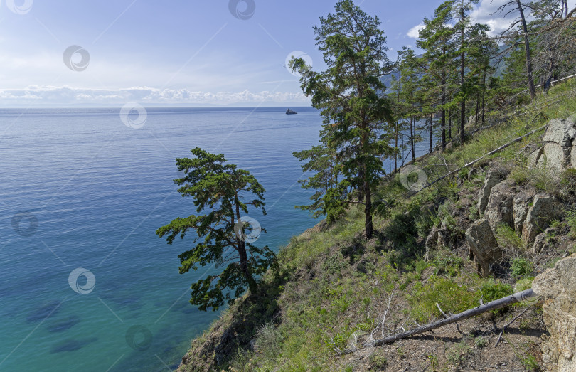 Скачать Сосны на крутом берегу. Озеро Байкал. фотосток Ozero