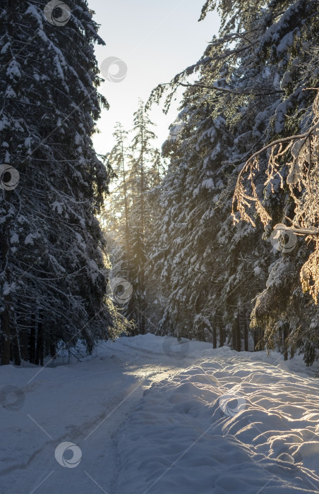 Скачать Солнечный зимний лес с заснеженными елями и тропинкой. фотосток Ozero