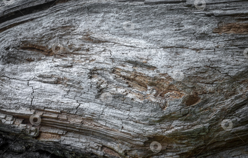 Скачать Грубая текстура старого дерева. Абстрактный природный фон. Пространство для копирования. фотосток Ozero