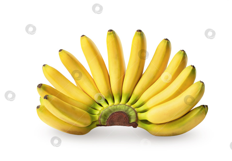 Скачать Экзотические фрукты. Гроздь маленьких бананов. Изолированный на белом фоне с мягкой тенью. Элемент дизайна для этикетки продукта или каталога. Вид сбоку в виде открытого веера фотосток Ozero
