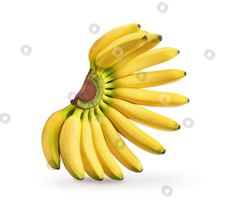 Скачать Гроздь маленьких мини-бананов, выделенных на белом фоне мягкой тенью. Элемент дизайна для этикетки продукта или каталога фотосток Ozero
