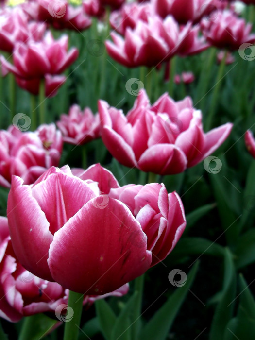 Скачать розовые тюльпаны. вертикальное фото фотосток Ozero