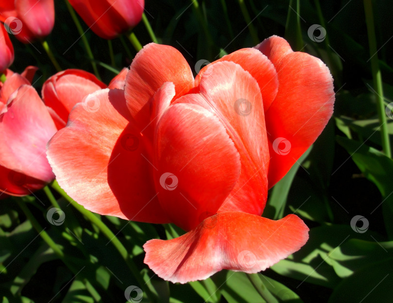 Скачать лепестки красного тюльпана в солнечном свете фотосток Ozero