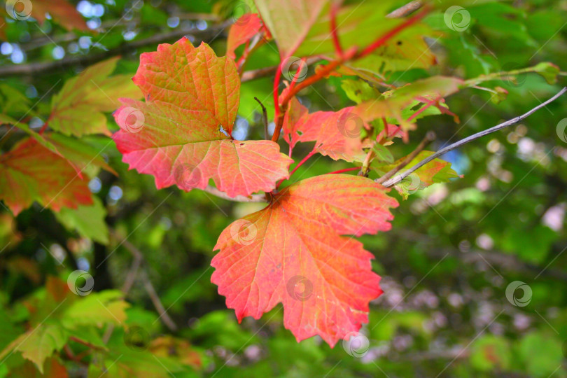 Скачать прекрасные осенние листья фотосток Ozero