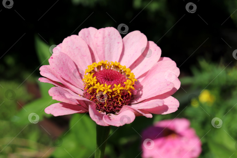 Скачать Цветок светло-розовой циннии в саду, крупный план фотосток Ozero