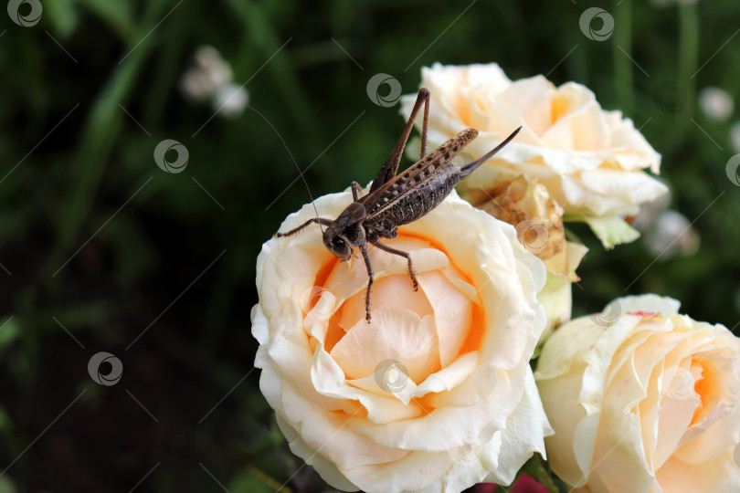 Скачать Раненная саранча без одной ноги на чайной розе в саду фотосток Ozero