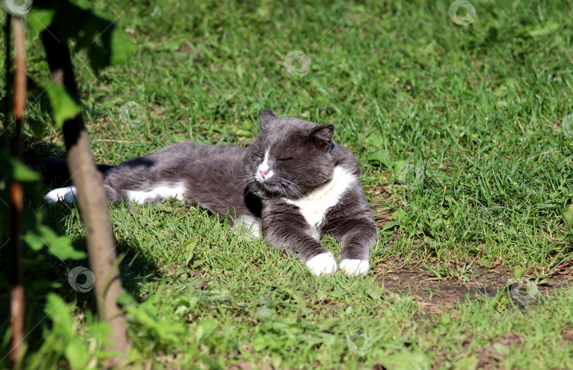 Скачать Сонный серый кот лежит на траве в саду фотосток Ozero