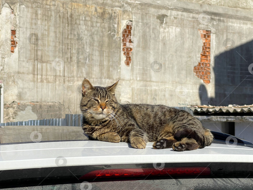 Скачать Кошка, лежащая на крыше автомобиля и греющаяся на солнышке фотосток Ozero