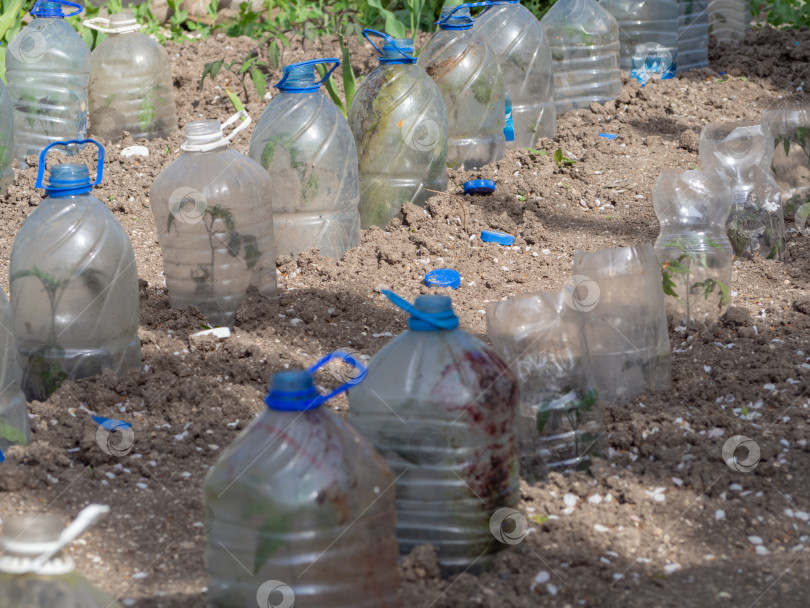 Скачать Рассада помидоров накрыта пустыми пластиковыми бутылками. Защита рассады, высаженной в открытый грунт, от заморозков подручными средствами фотосток Ozero