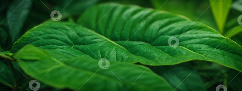 Текстура листьев, природа листвы на зеленом фоне, зеленый цвет, трава,  растительность - Ozero - российский фотосток