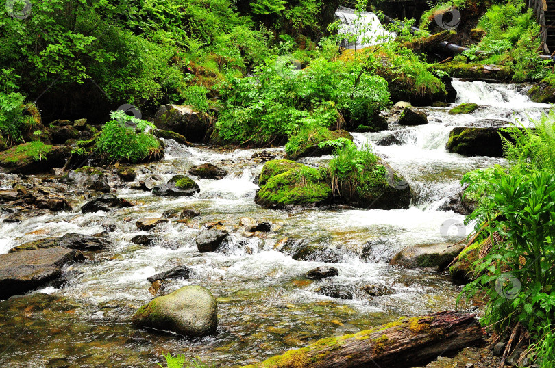 Скачать Покрытые мхом камни и поваленные стволы старых деревьев в русле небольшой бурной реки, низвергающейся каскадом с гор через летний лес после дождя. фотосток Ozero