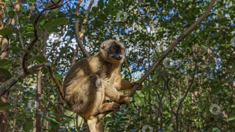 Скачать Симпатичный обыкновенный коричневый лемур Eulemur albifrons сидит на дереве фотосток Ozero