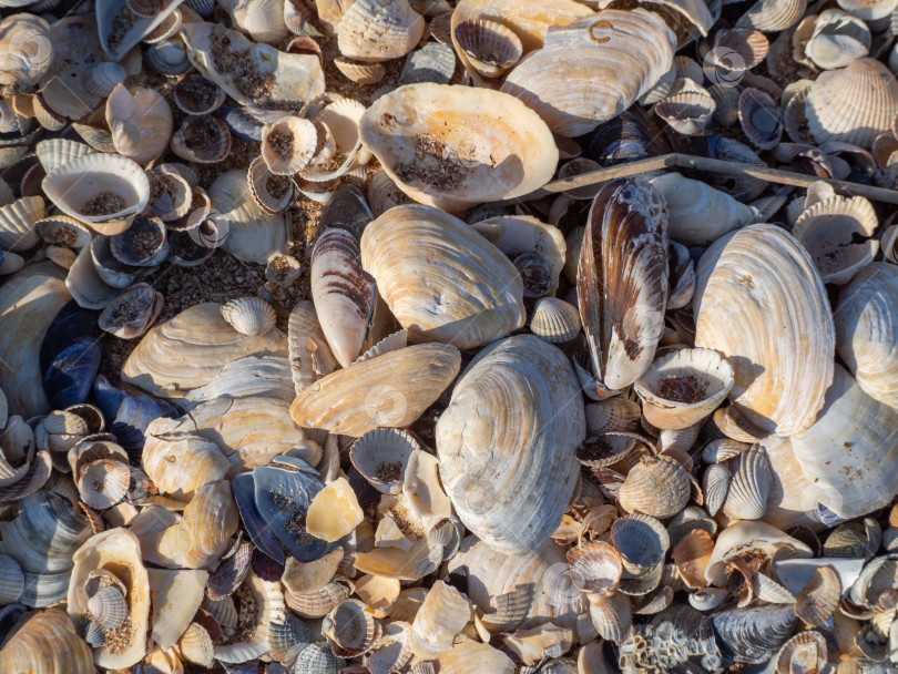 Скачать Крупный план ракушек разных видов на пляже. Фоновая текстура морских раковин фотосток Ozero