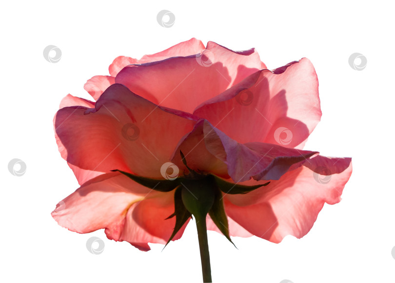 Скачать Элегантный розовый цветок розы, вид снизу, изолированный на белом фоне.  цветущий бутон розы на белом фоне фотосток Ozero