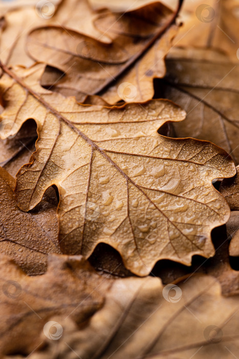Скачать Осенний дубовый лист с каплями воды фотосток Ozero