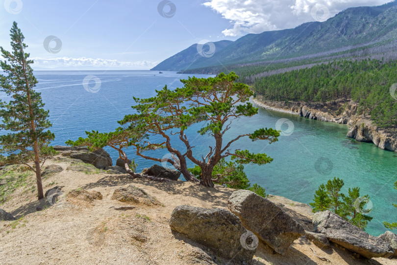 Скачать Красивые сосны над озером Байкал. фотосток Ozero