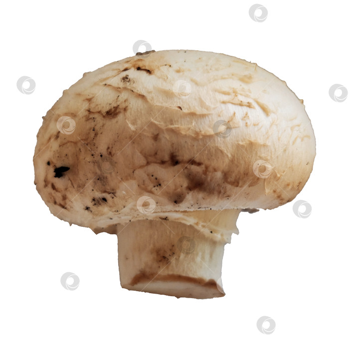 Скачать Один-единственный гриб шампиньон, выделенный на белом фоне макрофотографии фотосток Ozero