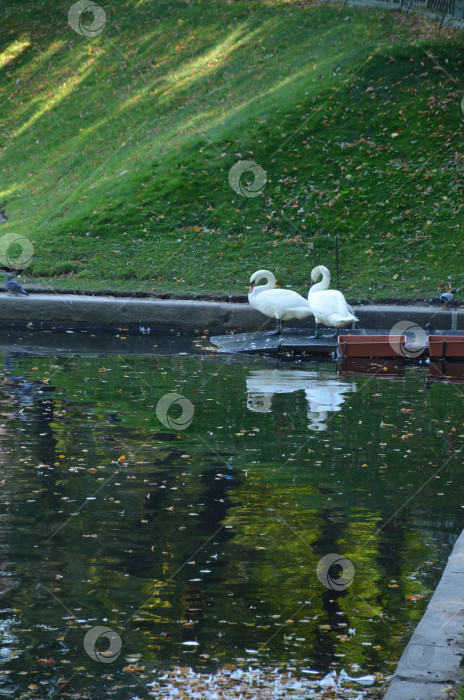 Скачать Пара лебедей-шипунов на Карпиевом пруду в Летнем саду Санкт-Петербурга фотосток Ozero