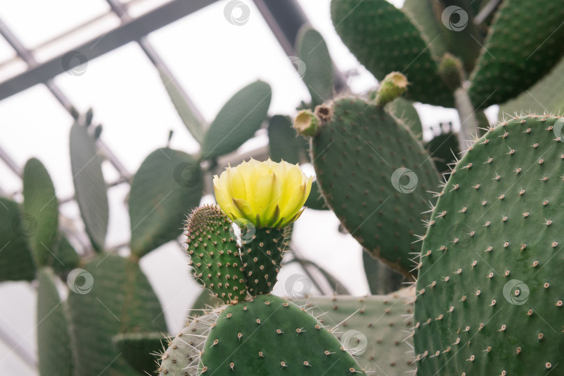 Скачать молодые листья кактуса опунции с желтым цветком фотосток Ozero
