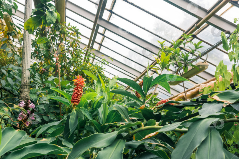 Скачать цветущий имбирь в интерьере большой теплицы с тропическими растениями фотосток Ozero