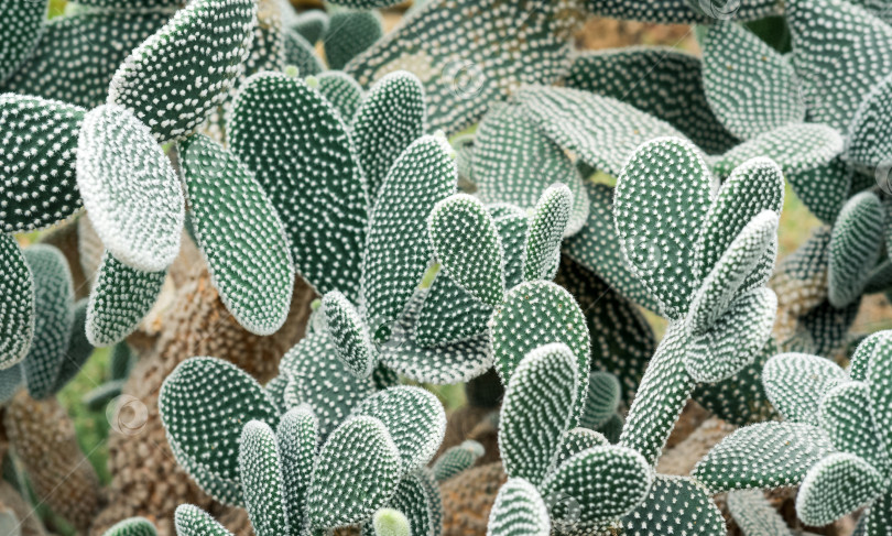 Скачать естественный фон - заросли кактуса опунция с белыми колючками фотосток Ozero