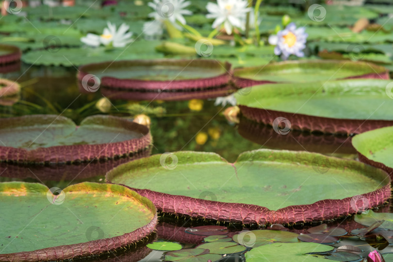 Скачать плавающие листья гигантской водяной лилии Victoria amazonica фотосток Ozero