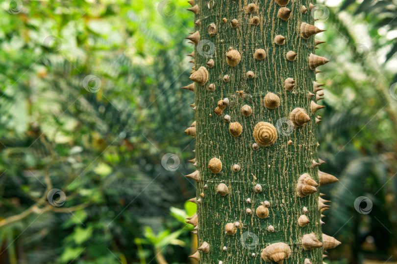 Скачать ствол дерева шелковой нити Ceiba speciosa, покрытый шипами, на естественном размытом фоне фотосток Ozero