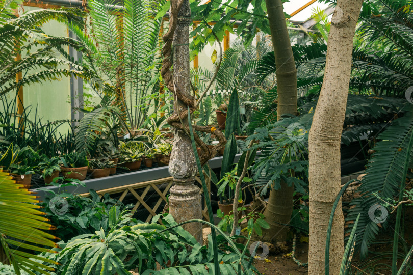 Скачать интерьер старой оранжереи с коллекцией тропических растений фотосток Ozero
