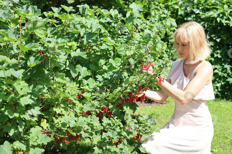 Скачать Симпатичная женщина собирает ягоды красной смородины в саду, занимается садоводством. Сельскохозяйственная концепция. фотосток Ozero