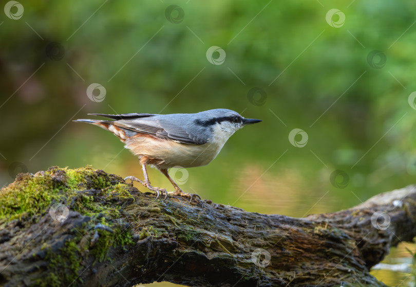Скачать Птица Sitta europaea крупным планом в осеннем лесу на фоне зеленой травы и красных осенних листьев фотосток Ozero