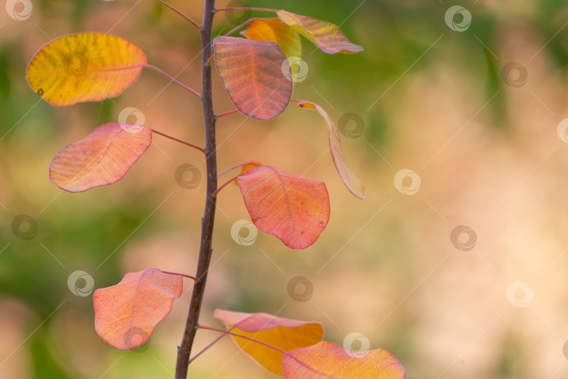 Скачать Ветка с разноцветными осенними листьями на размытом фоне осеннего леса, текстурный фон фотосток Ozero
