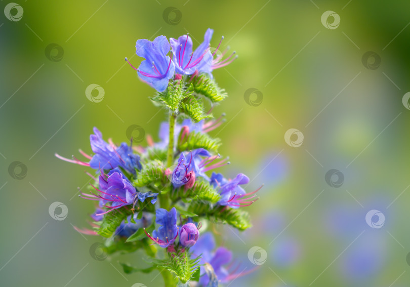 Скачать Цветущее растение Echium vulgare крупным планом на размытом фоне фотосток Ozero