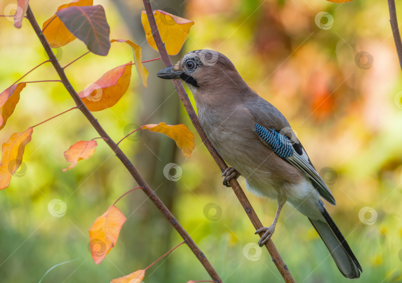 Скачать Птица сойка крупным планом, сидящая на ветке среди красных осенних листьев в осеннем лесу фотосток Ozero