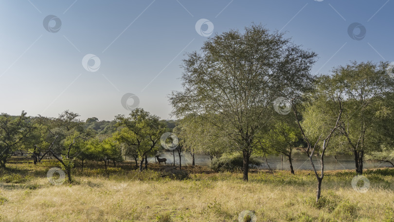 Скачать Пожелтевшая трава растет на лесной поляне, освещенной солнцем. фотосток Ozero