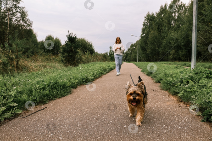 Скачать Девочка-подросток на прогулке в летнем парке со своим питомцем йоркширским терьером. Ребенок выгуливает собаку фотосток Ozero